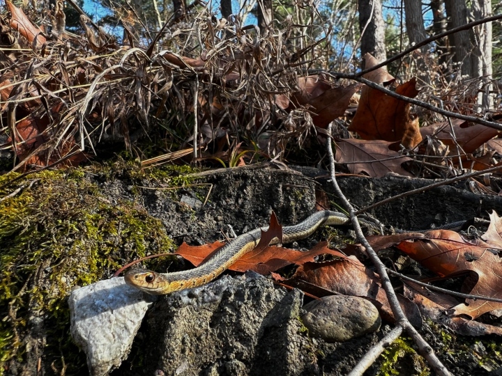 Eastern Garter Snake